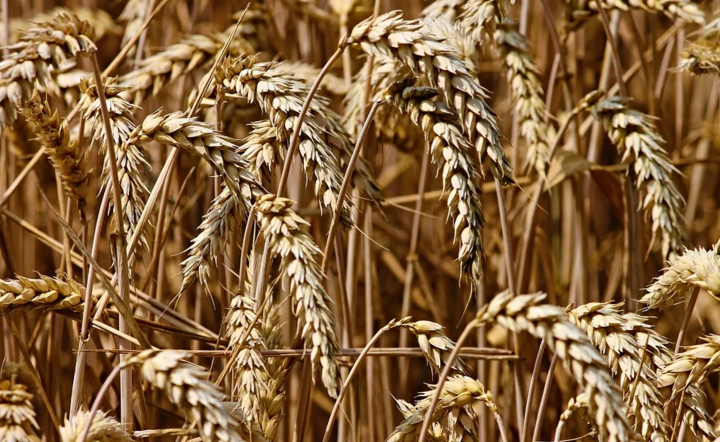 Budżet na rolnictwo / autor: Pixabay