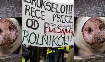 Rolnicy jadą do ministra ze świńskimi ryjami
