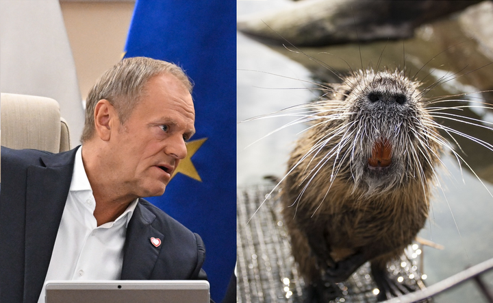 Powódź2024: Bobry niewinne, ale Tusk bohaterem