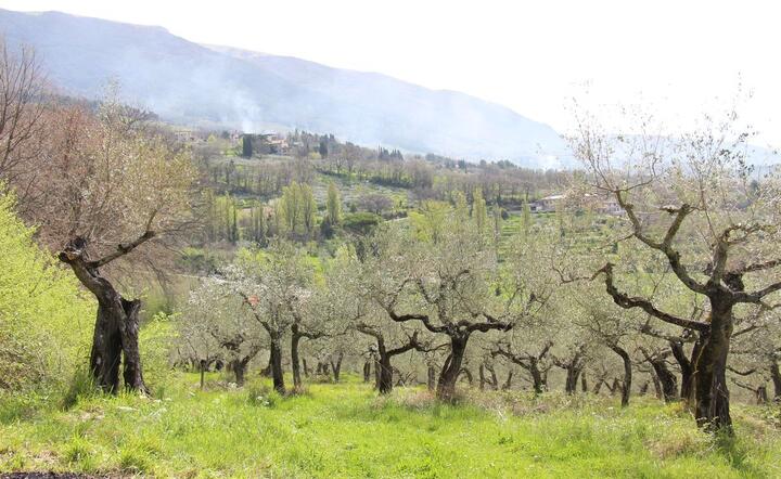 Drzewa / autor: fot. Fratria