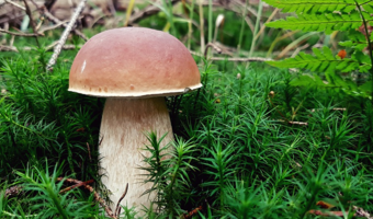 W Polsce grzyby można zbierać bez ograniczeń. A w Niemczech...tylko do 2 kg dziennie