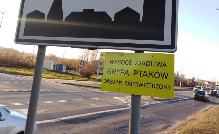 Ptasia grypa / autor: fot. Arkady Saulski