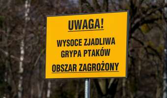 Bruksela chce czasowo zawieszać polskie fermy drobiu