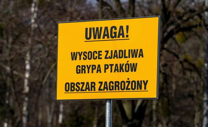 Do końca tygodnia po rozmowach rządu z Komisją Europejską mogą zapaść decyzje dotyczące sposobu walki z ptasią grypą w Polsce / autor: Fratria / AS