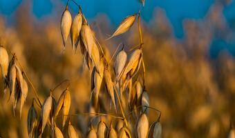 Zełenski żąda wykluczenia Rosji z FAO