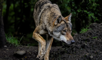 Dwa wilki na odstrzał. „Dla bezpieczeństwa”