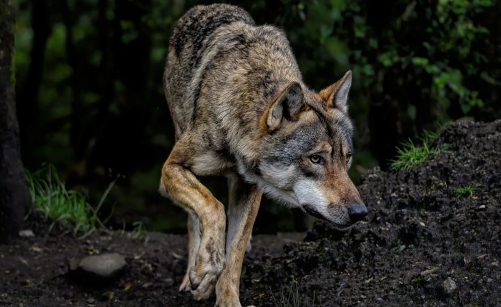 Szacuje się, że na koniec 2023 roku w Polsce żyło 5 046 wilków / autor: Pixabay