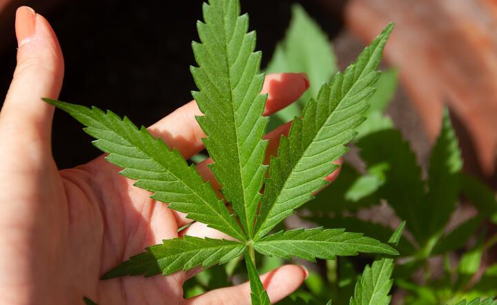 medyczna marihuana / autor: pixabay